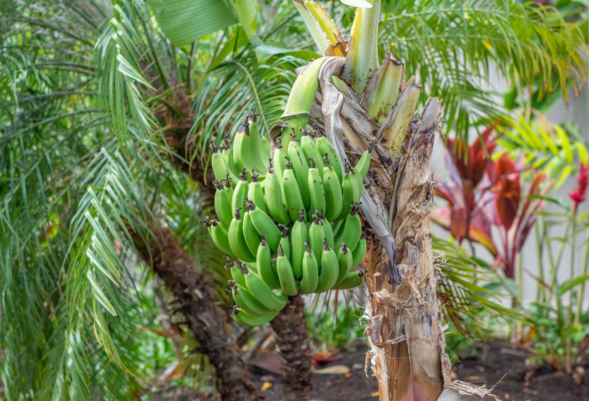 Napili Surf Beach Resort By Castle Kapalua Kültér fotó